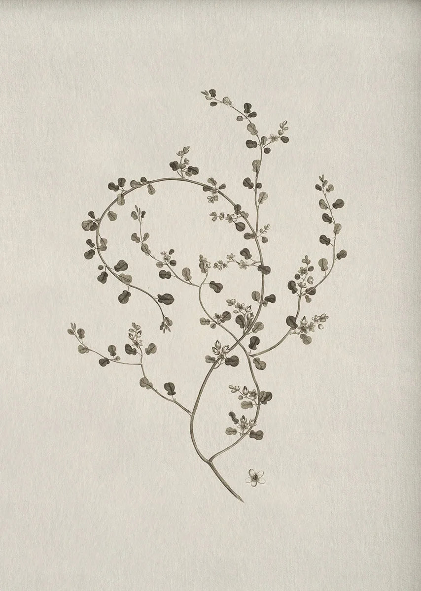 Vintage Botanical Illustration Wall Art – Minimalist Black‑Ink Plant Specimen Canvas Prints for Modern Kitchen, Living Room Gallery Wall