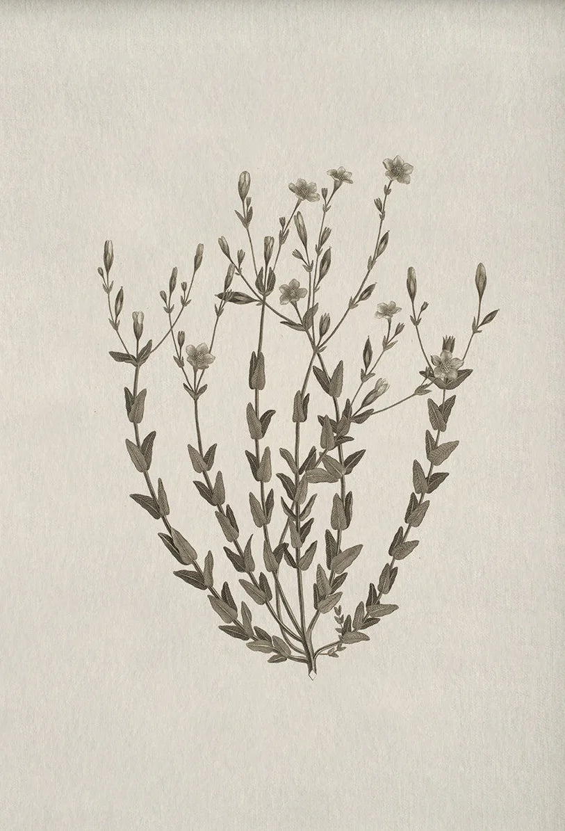 Vintage Botanical Illustration Wall Art – Minimalist Black‑Ink Plant Specimen Canvas Prints for Modern Kitchen, Living Room Gallery Wall