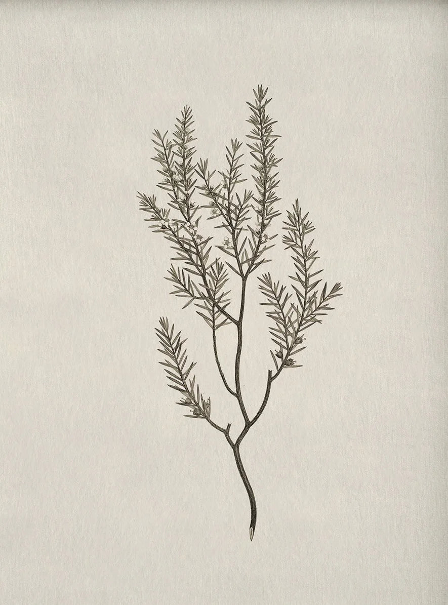 Vintage Botanical Illustration Wall Art – Minimalist Black‑Ink Plant Specimen Canvas Prints for Modern Kitchen, Living Room Gallery Wall