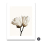 Beige White Minimalist Feather Floral Wall Art Fine Art Canvas Prints Modern Pictures For Living Room Dining Room Bedroom Home Art Decor
