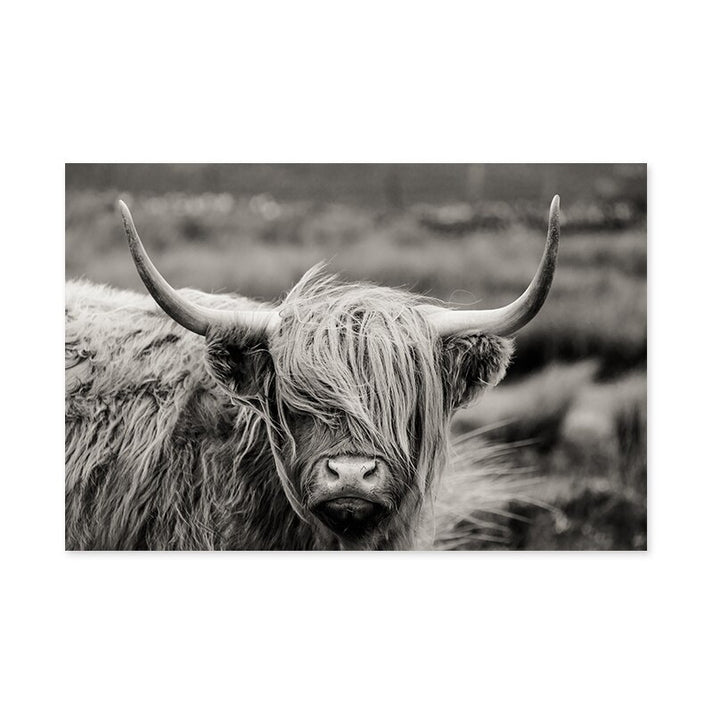 Scottish Highland Cattle Black And White Animal Wall Art Fine Art Canv ...